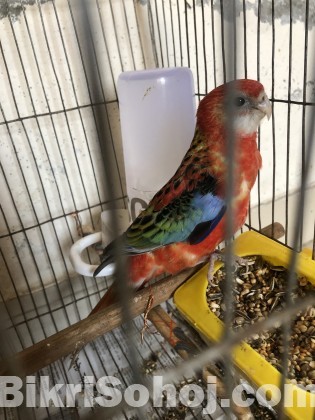 New Adult Rosella Bird